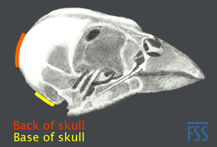 Skull back or base-fss