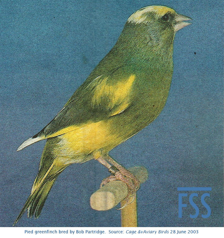 Pied greenfinch BPartridge 1-FSS