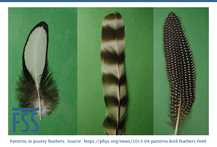 Patterns in poutry feathers-FI