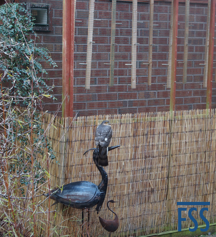 Sparrowhawk & aviary-FSS