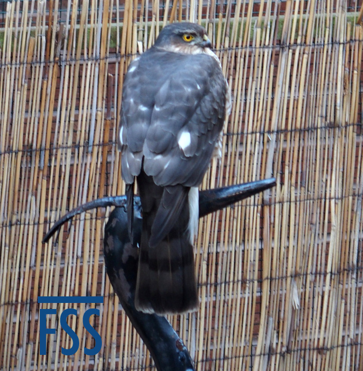 Sparrowhawk & heron-FSS