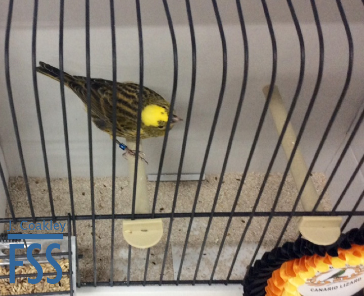 La Carlita 2017 CCGH-FSS