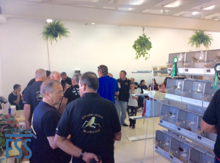 La Carlota 2017 Amigos del Canario Lizard