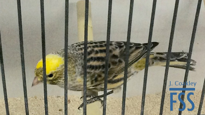 La Carlota 2017 BCSH 2-FSS