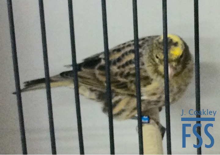 La Carlota 2017 BCSH 3-FSS