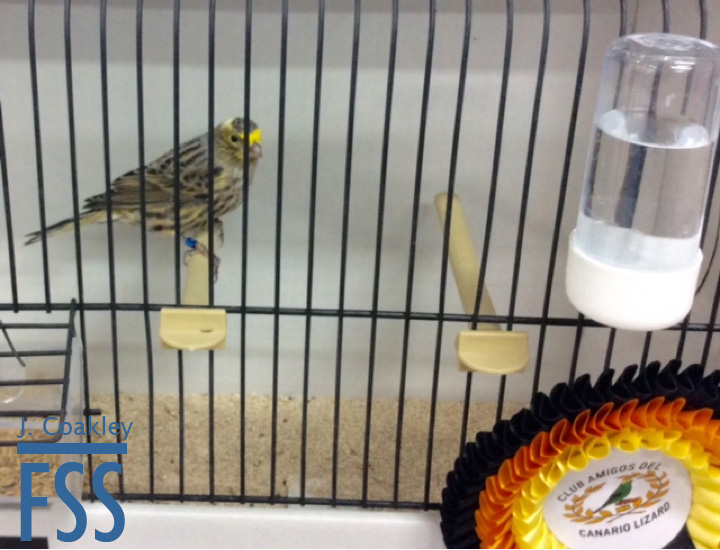 La Carlota 2017 Best BCSH-FSS