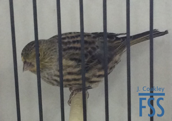 La Carlota 2017 Best Lizard-FSS