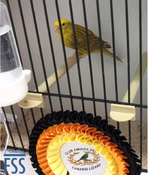 La Carlota 2017 Best Ocelado-FSS