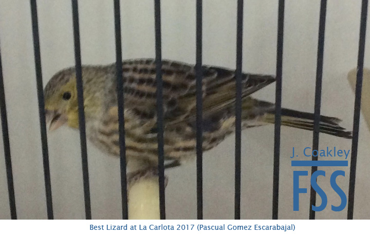 La Carlota 2017 NCSH Best Lizard-FSS