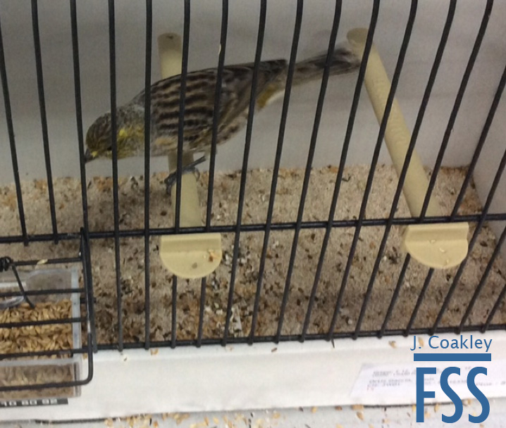 La Carlota 2017 NCSH3-FSS