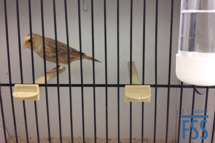 La Carlota 2017 Ocelado2-FSS