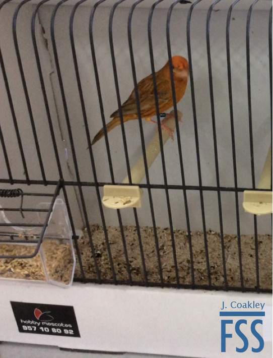 La Carlota 2017 Ocelado3-FSS