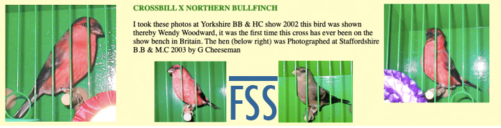 CrossbillxBullfinch (WWoodward)-FSS