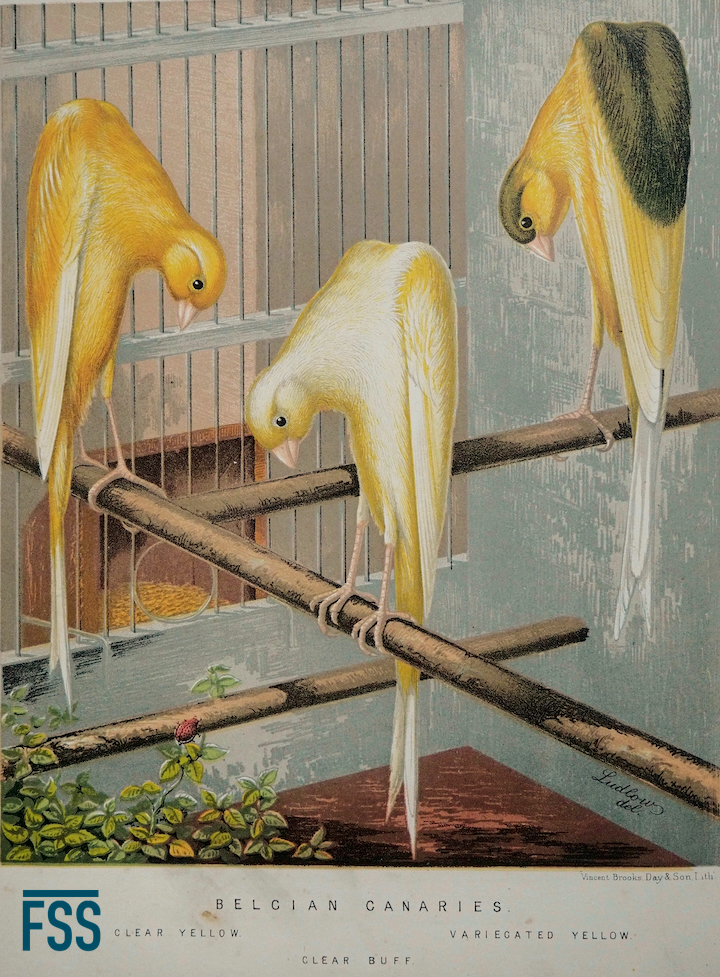 Blakston Belgian canaries colour plate-FSS