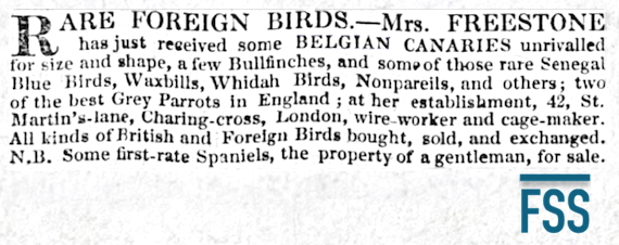 Morning Herald 1840.05.18 Mrs Freestone's ad for Belgian canaries-FSS.jpeg