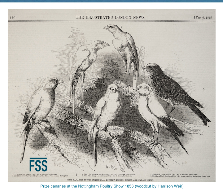 Belgian canaries at the Nottingham Poultry Show 1858-FI