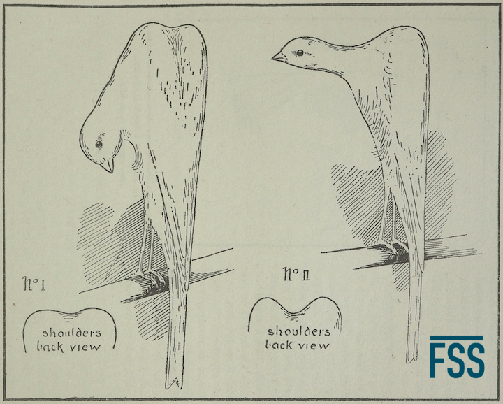Old and New type Belgian(St John)-FSS
